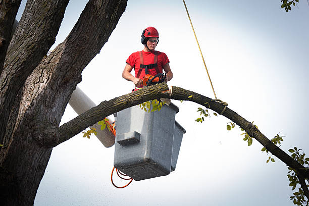 Best Tree Trimming and Pruning  in Fullerton, NE